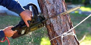 How Our Tree Care Process Works  in Pine Canyon, CA